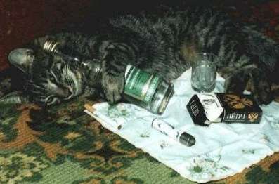 drunkcat.jpg